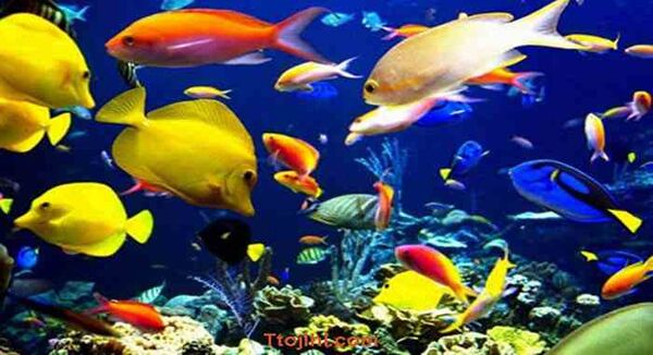 تولید 100 هزار ماهی زینتی آب شور در جزیره قشم