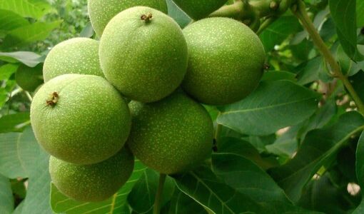 برداشت گردو در شهرستان نی‌ریز آغاز شد