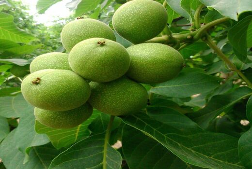 برداشت گردو در شهرستان نی‌ریز آغاز شد