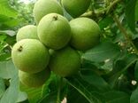 برداشت گردو در شهرستان نی‌ریز آغاز شد