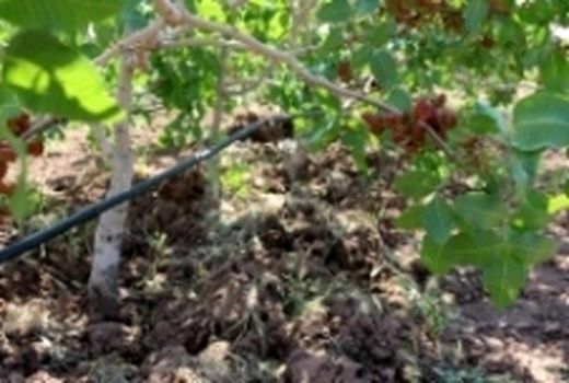  بهره برداری4 طرح کشاورزی شهرستان ریگان در ایام الله دهه فجر 