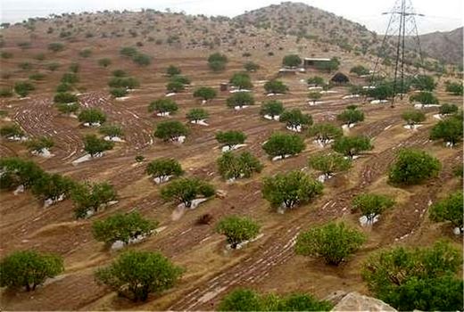 گرده افشانی در 98 درصد انجیرستان‌های دیم کشور آغاز شد