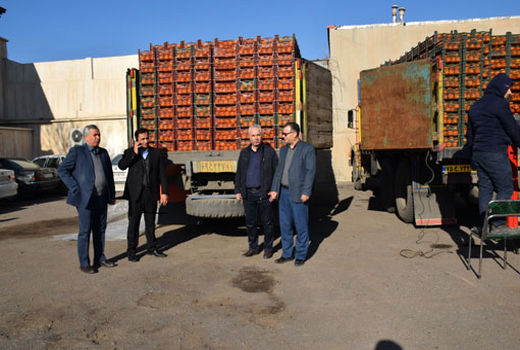 عرضه مستقیم پرتقال درجه یک تامسون شمال در فروشگاه های منتخب شبکه تعاونیهای روستایی آذربایجان شرقی