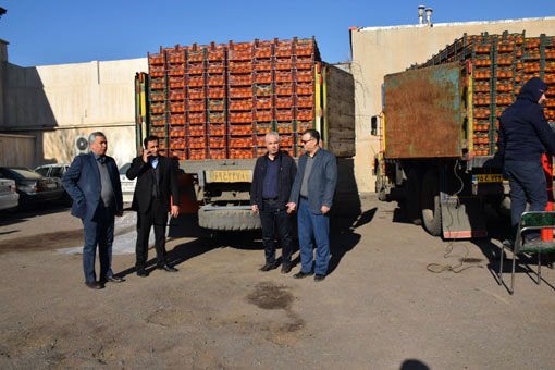 عرضه مستقیم پرتقال درجه یک تامسون شمال در فروشگاه های منتخب شبکه تعاونیهای روستایی آذربایجان شرقی