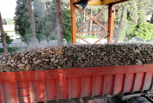 آغاز برداشت شیرین چغندرقنده پاییزه در دزفول