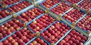 برگزاری جلسه ساماندهی و تسهیل صادرات سیب درختی آذربایجان غربی در وزارت جهاد کشاورزی 

