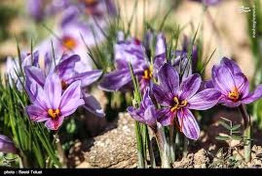 ایلام پتانسیل تولید مرغوب ترین زعفران کشور را دارد