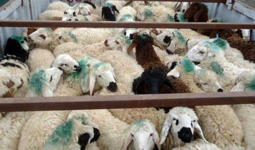 کشف 149 راس دام قاچاق در بیضا