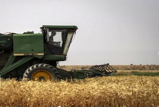 پرداخت ۷۶۰ میلیارد ریال به گندم‌کاران خراسان شمالی