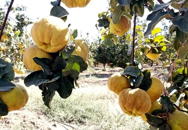 برداشت میوه ای شگفت انگیز از بزرگترین باغ به کشور در نطنز