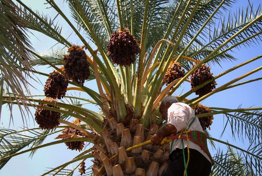 برداشت خرما