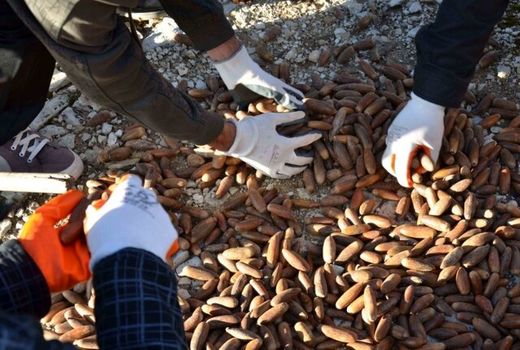 تولید ۱۰۰ تن بذور مرتعی در سال ۱۴۰۰