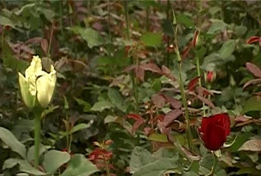  جوانه‌های اشتغال فارغ‌التحصیلان کشاورزی در طرح توان‌افزایی