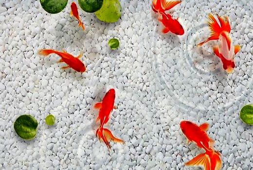 الزامات و توصیه های بهداشتی جهت تولید، عرضه ، خرید و نگهداری ماهی قرمز