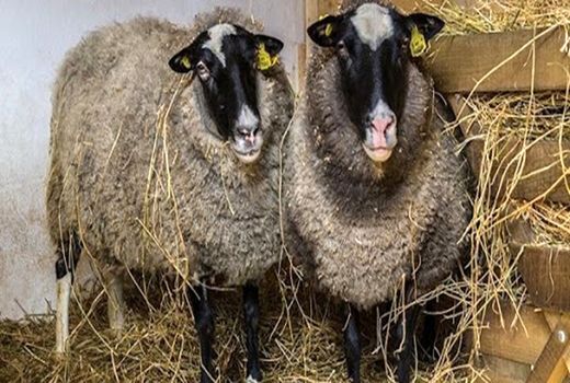 بیش از 78 هزار راس دام در ایلام پلاک‌کوبی شدند