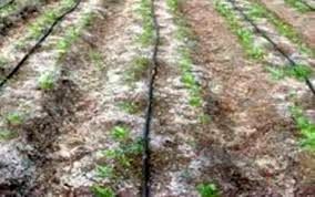 شوری خاک، کشاورزی خراسان شمالی را تهدید می‌کند