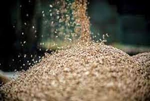 بذر اصلاح شده و ضدعفونی بذر؛ لازمه کشت بهتر 