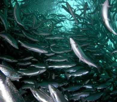 همایش ملی آبزی‌پروری و فناوری‌های نوین برگزار می‌شود