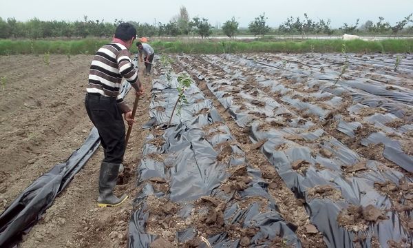 هزینه پاک‌سازی پلاستیک از هر هکتار زمین کشاورزی ۱۲ میلیون تومان است