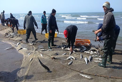 ارزیابی ذخایر ماهیان استخوانی در سواحل دریای خزر