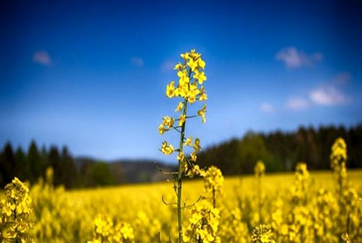 کشت کلزا در ۸۵۰۰ هکتار از اراضی استان ایلام