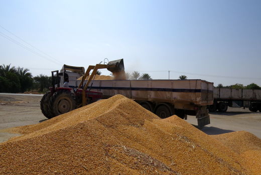 208 هزار تن نهاده دامی از بندر شهید بهشتی چابهار وارد کشور شده است