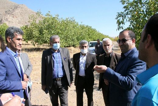 جوان‌سازی درختان گردو و بادام در دستور کار قرار گرفت