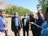 جوان‌سازی درختان گردو و بادام در دستور کار قرار گرفت