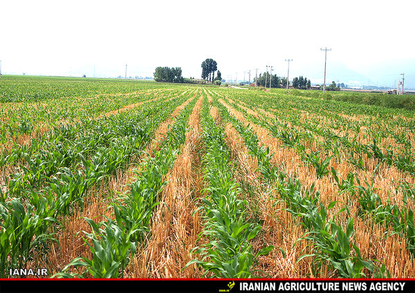 کشاورزی حفاظتی در اراضی خراسان رضوی اجرایی شد