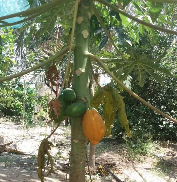 "پاپایا" در قیروکارزین به بار نشست 
