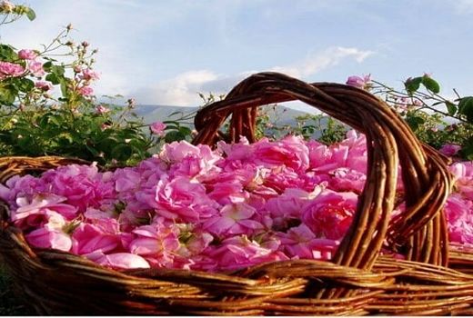 آغاز برداشت گل محمدی در فیروزآباد 