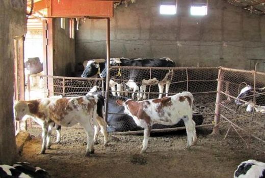 بررسی سلامت دام‌ها در مناطق برای جلوگیری از تب کریمه کنگو