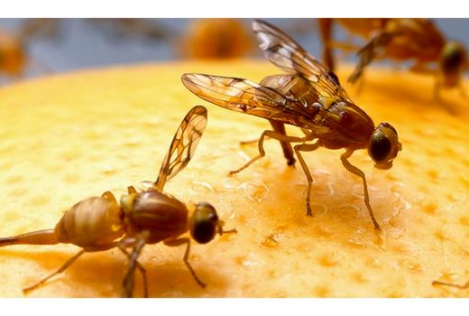 ردیابی مگس میوه در 980 هکتار از باغ‌های آمل