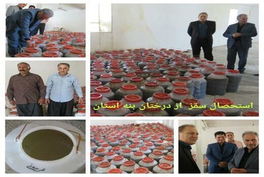 سهم جنگل‌های بنه در ایجاد اشتغال