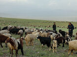 پیش بینی کشتار ۲۱ هزار راس دام پرواری روستایی در خراسان شمالی