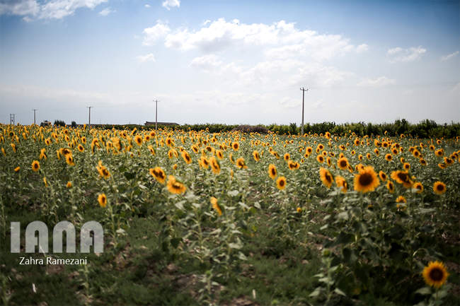مزارع گل آفتابگردان در گرگان