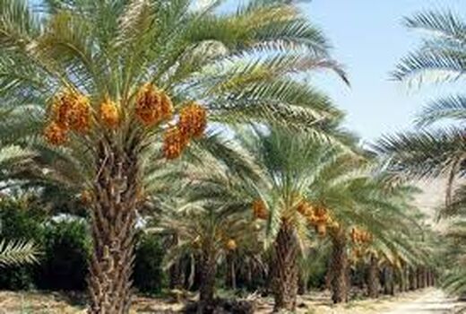 کارگاه ملی مدیریت آفت سرخرطومی حنایی خرما در بوشهر/ آغاز هم افزایی علمی برای نجات نخلستان‌ها