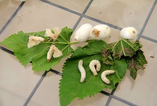 ثروت و اشتغال لابه‌لای برگ‌های توت/ فیلم