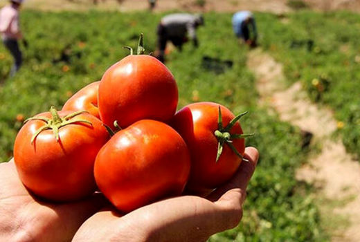 اجرای مزرعه کشت نشایی گوجه فرنگی با آبیاری نواری تیپ در قالب طرح یاوران تولید 