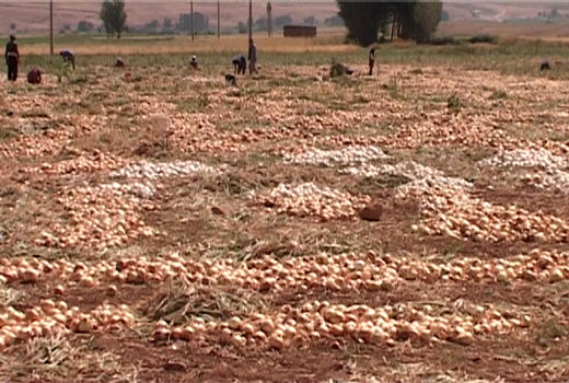 آغاز برداشت پیاز از مزارع شهرستان فریدونشهر