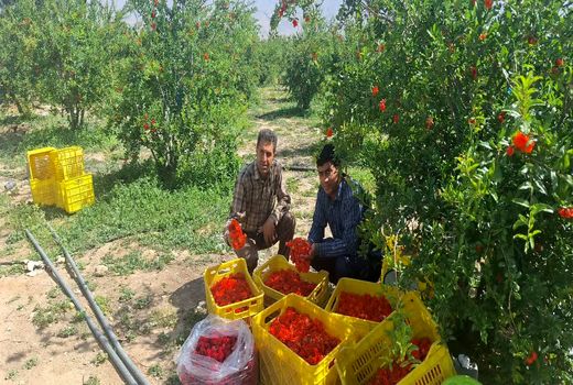 تولید 40 تن گلنار فارسی در داراب