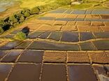 تثبیت ۴۹۲هکتار از اراضی غیرملی شهرستان دشتستان
