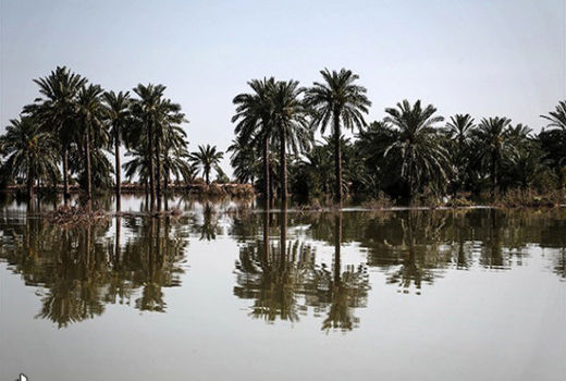 بیمه خرما در ۱۳ استان کشور اجرا می‌شود/ افزایش 50 درصدی تعهدات صندوق بیمه کشاورزی