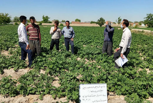 برگزاری بازدید ترویجی سیب زمینی از طرحهای استقرار کشاورزی پایداردر شهرستان بناب