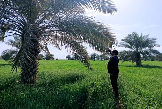 ردیابی و پایش بیماری خامج در نخلستان ها 