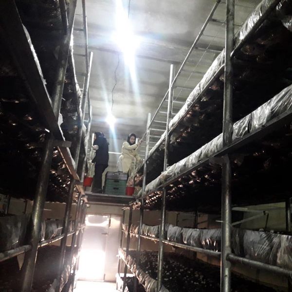 بزرگترین واحد صنعتی پرورش قارچ در مرودشت به بهره برداری رسید