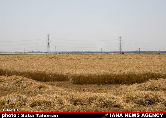 برداشت مکانیزه گندم