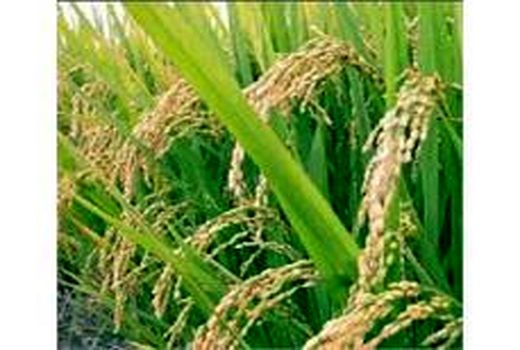 مبارزه با کرم ساقه خوار در 14 هزار هکتار شالیزار مازندران