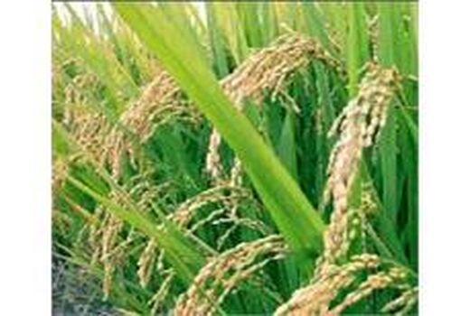 مبارزه با کرم ساقه خوار در 14 هزار هکتار شالیزار مازندران