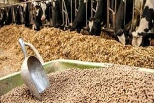 امسال سال طلایی توزیع نهاده دامی در استان کردستان بود